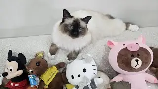 뭐가 인형인지 맞춰 보세요