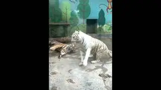 Amazing tiger fights
