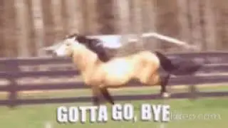 Ha ha, funny horses 🐎! A must watch funny video