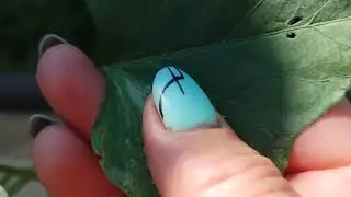 Ипомеи по сортам