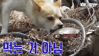 부업으로 '자라' 헌터 하고있습니다만?ㅣI’m A Freelance Tortoise Hunter Dog