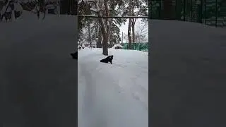 Собака радуется снегу))))
