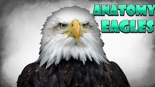 Exploring the Intricate Anatomy of Eagles 🐺