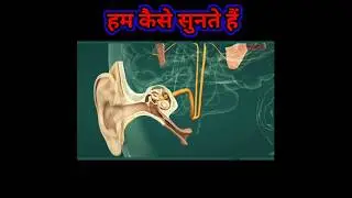 हम कैसे सुनते हैं |how we listen #shorts  #animation #youtubeshorts