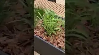 Озеленение крыши