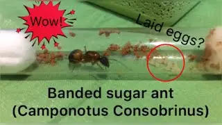 Queen Banded sugar ant (Camponotus Consobrinus) update #1
