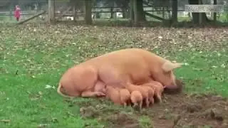 Неожиданное, но забавное поведение животных