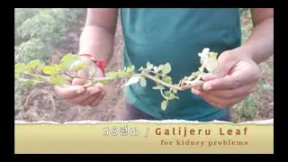 Solve Kidney problems with galijeru leaf || Kidney Stones
