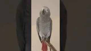 Gosha the Parrot