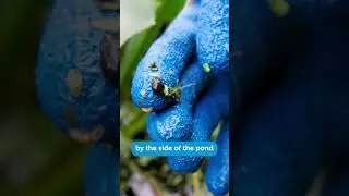 How to keep a pond clear and clean!  #gardening #ponds #wildlifegarden
