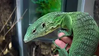 Emerald tree monitor  Or Green Tree Monitor Lizard