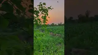 SubhanAllah ♥️💞❤️ #arabic #nature #shortsviral #trending #shorts #viralshorts #beautiful