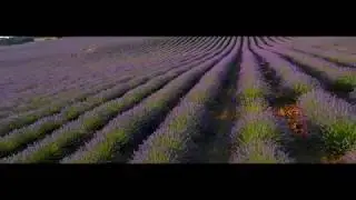 Festival de la Lavanda desde el aire