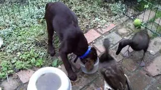 Lustiges Wettfressen Labrador Kody u. Laufenten 2 .avi