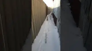 Поймал зайца и отпустил во дворе не жилого дома голыми руками!