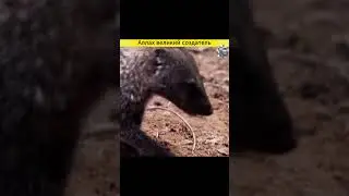 Allah is the great creator