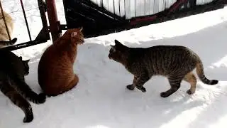 Мама вывела шестерых детей на прогулку.🐯🐅🌲🌳