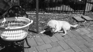 Mission Impossible Dog
