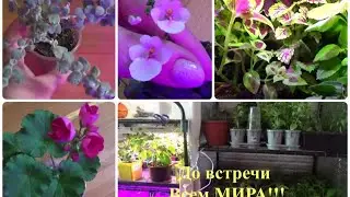 РАССАДА на славу.Как поливаю.Чем кормлю. Вегетативная Петуния,Колеус,Фуксия, Пеларгония и др.