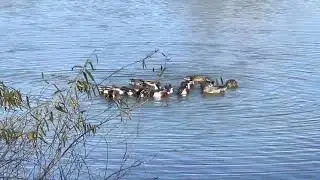 The Duck Vortex