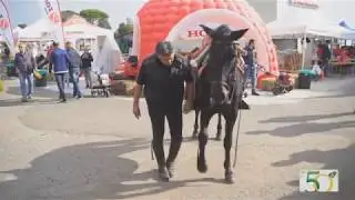 50 anni Agricola Sordi