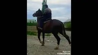 ноокат барон