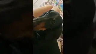 Дай мне конфету! #собаки #собакиприколы