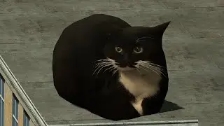 I love you Maxwell the Cat