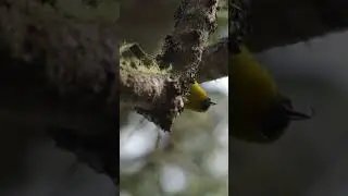 Meet the AMAZING ʻAKIAPŌLĀʻAU!
