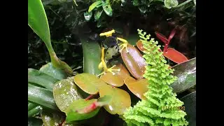 Мой террариум с Dendrobates tinctorius Regina