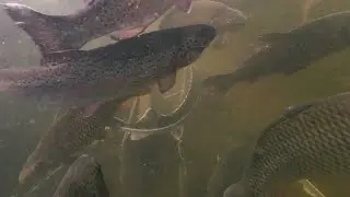 ФОРЕЛЬ ПОД ВОДОЙ. Сьемка форели на подводную камеру