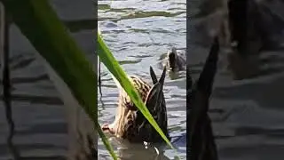 утки попрошайки🦆