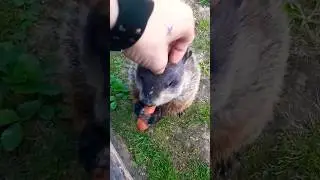 Sparkle The Groundhog Getting Head Scratches #groundhog #carrot #scratches #chewing #amazing #pets