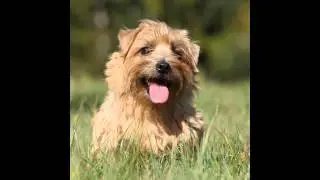 Норфолк   Терьер/Norfolk Terrier (порода собак HD slide show)!