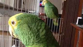 LORO KOKO FELIZ FRENTE A LA CÁMARA | Loro Kankan | Loros que hablan