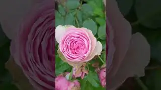 My Charming Piano 