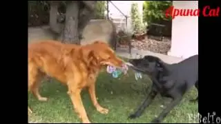 Смешные и милые лабрадоры!