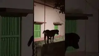 *Security level 200* #straydoglove #animallover #petdog
