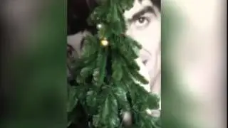 Моя кошка на елке