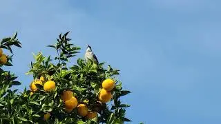 Oranges and a cute Bird sings