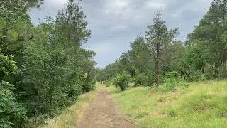 Голоса цикад в окрестностях Тбилиси