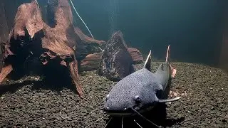 Аквариум пресноводных рыб  Днепр! Freshwater fish aquarium  Dnepr!