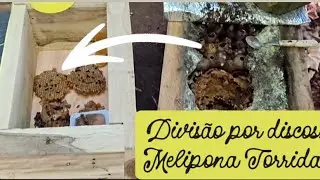 🟢ESSA MATRIZ estava no PONTO!😲 MUITO MEL🍯MUITA ABELHA,e DISCOS NASCENTES! 😃 #meliponicultura #asf 🇧🇷