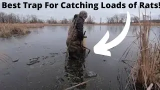 Best Way to Trap Muskrats! Foothold VS Conibears (Body Grip Traps)