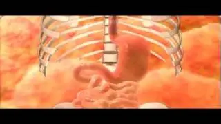 Stomach Digestion
