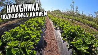 Клубника заключительная подкормка перед плодоношением 🍓🍓🍓