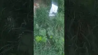 осталось трое щенков