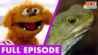 T is for Tuatara | Full Episode | Reptiles from the Age of Dinosaurs | The Moe Show | Moe & Friends