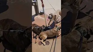 Pitbull finds the Watering hole after long Hike #pitbull #doglife #dogshorts #pitbulldog #familydog