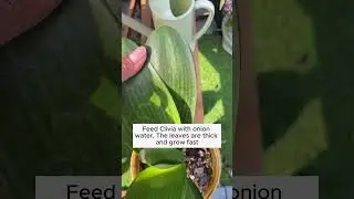Care tips for each type of plant  #gardening #agriculture #farming